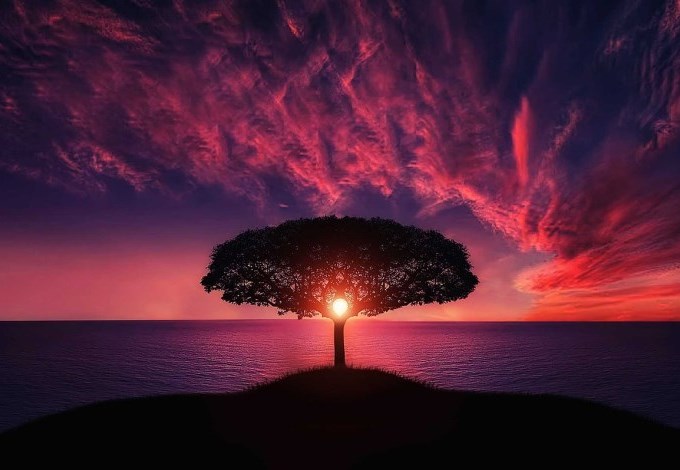 The sun sets behind a tree beside a the ocean